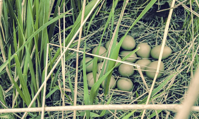 Pheasant eggs nestled in a lush, green riparian area.