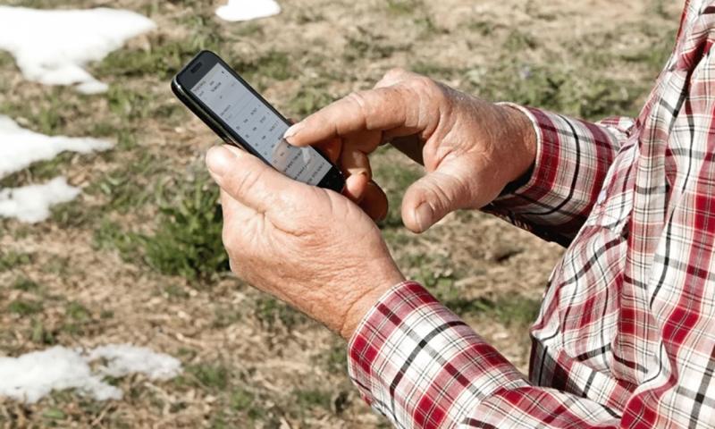 Producer entering data into a calving app on his smart phone.
