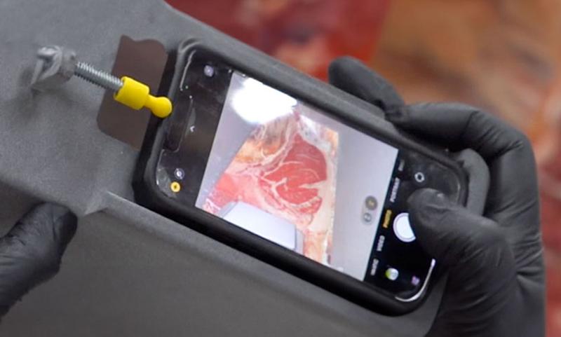 Meat processor taking a photo of a carcass to send for remote grading.