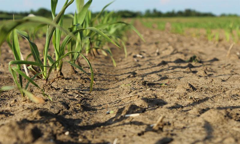 Row of young corn plants in dry soil.