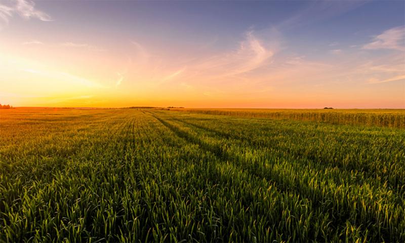 Sun rising over cropland.