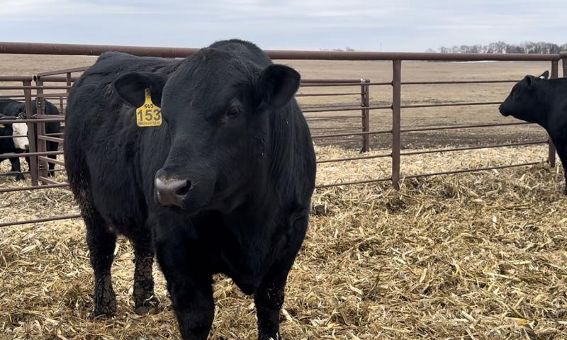 Black bull in a pen.