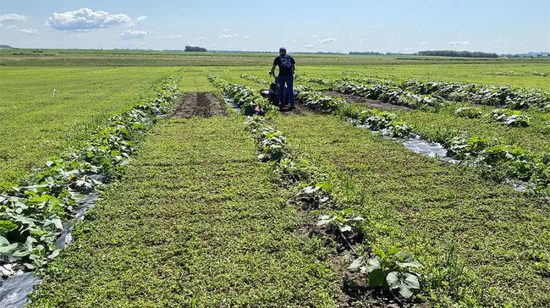 Clover growing throughout strips of squash in a research plot. In the distance, a student researcher is operating a mower.