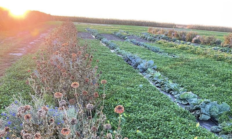 Sun setting over a research plot in late fall with rows of thriving cabbage plants.