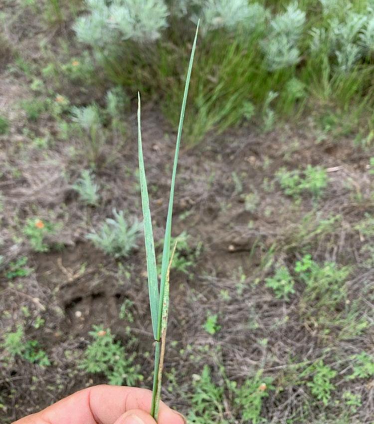 A western wheatgrass tiller with black grass bug damage.