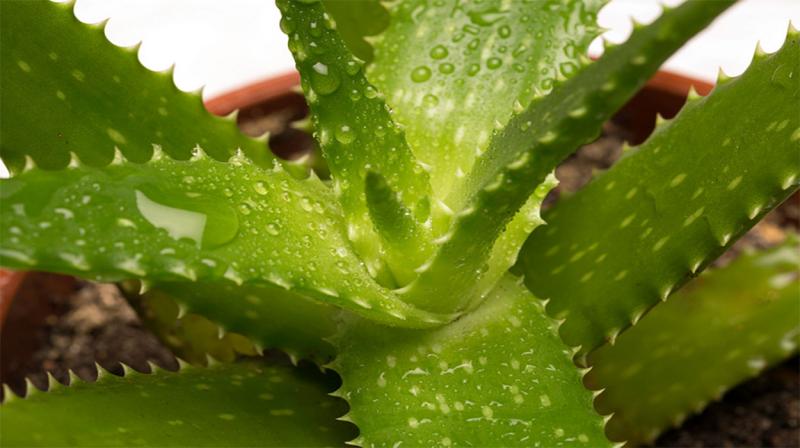 Potted aloe vera plant with green, fleshy, lance-shaped, leaves.