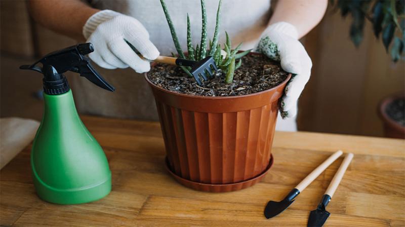 Gardener planting an aloe vera plant in a pot.