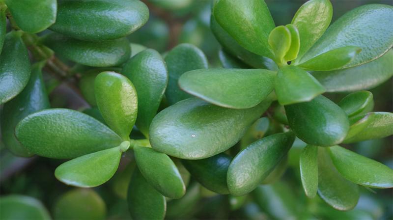Jade plant with thick, oval shaped leaves.