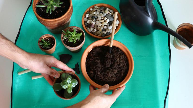 Gardener preparing a small jade plant for repotting.