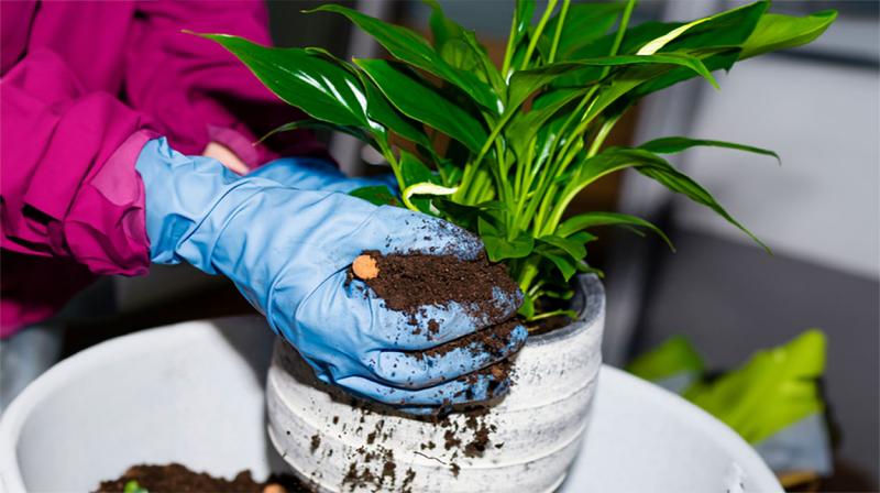 Gardener planting peace lily in a white pot.