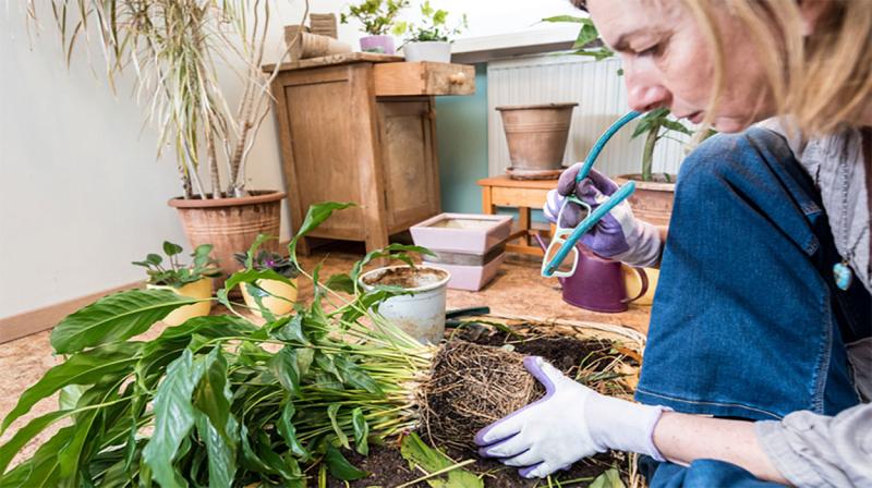 Female gardener inspecting the roots of a Peace Lily plant.