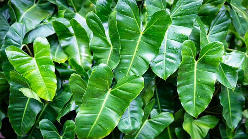 Philodendron with distinct, heart-shaped leaves that are thin, soft, and smooth.