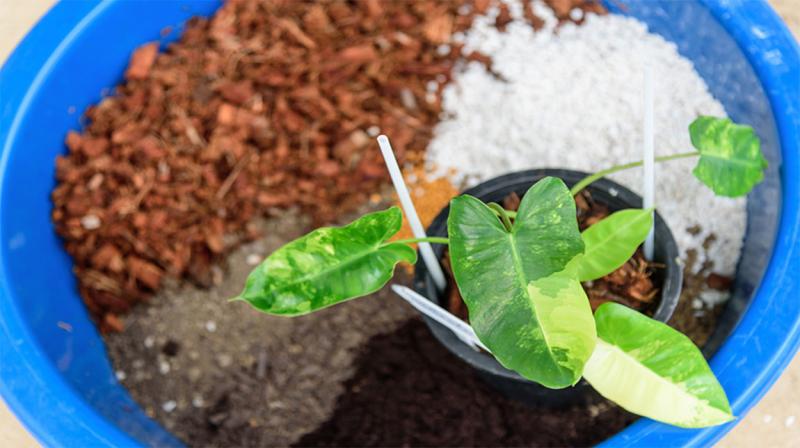 Philodendron plant ready for repotting in a large container with potting medium.