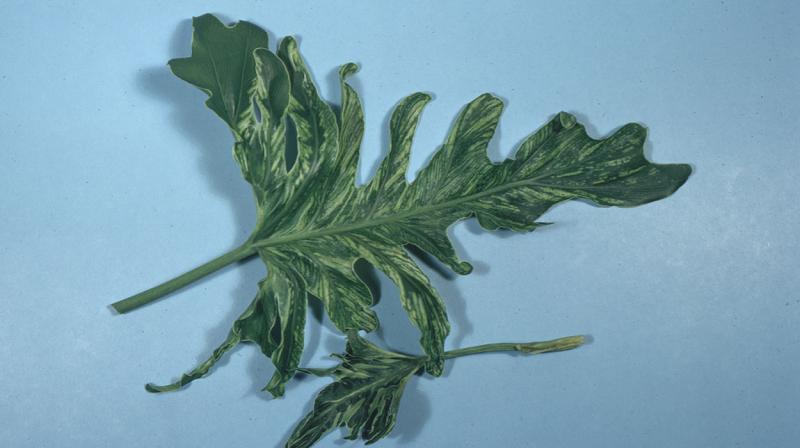 Philodendron leaf sample exhibiting symptoms of Dasheen mosaic virus.