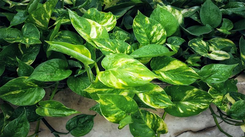 Golden pothos plant with trailing vines and large, thick, waxy-textured, heart-shaped, bright green leaves.