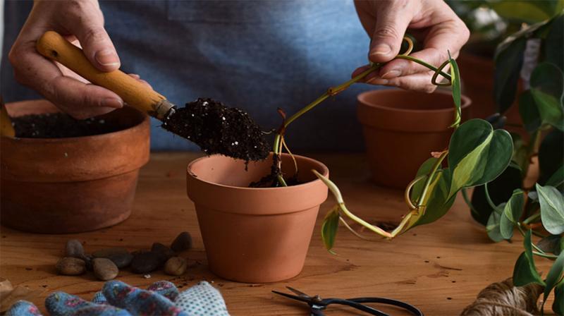 Woman planting a young pothos plant cutting in a small pot.