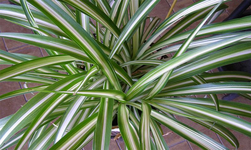 Long, striped leaves of a green spider plant.