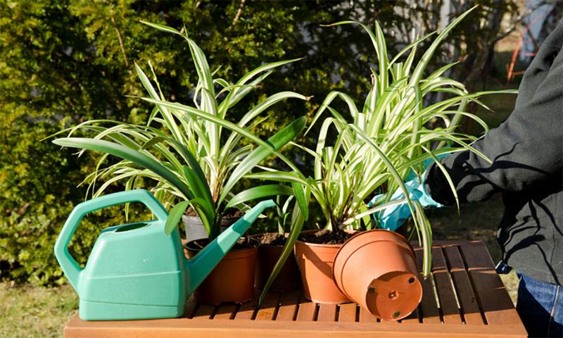 Gardener repotting several spider plants outdoors.