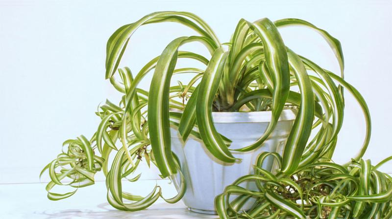 Spider plant with drooping, wilted leaves.