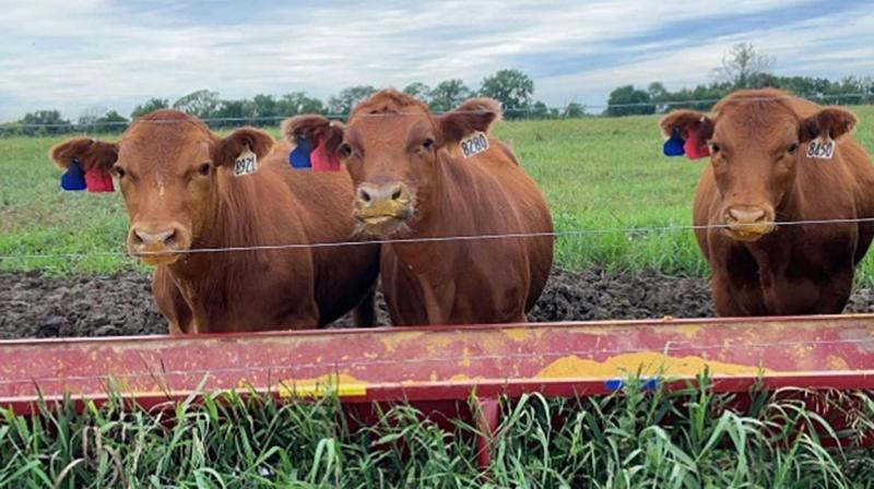 Three brown yearlings eating from a feeding trough.