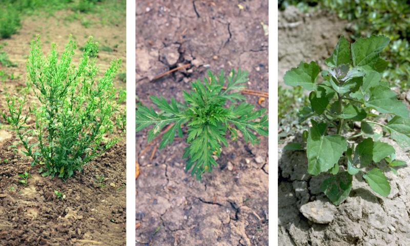Field pennycress, common ragweed, and kochia weeds emerging in early spring.