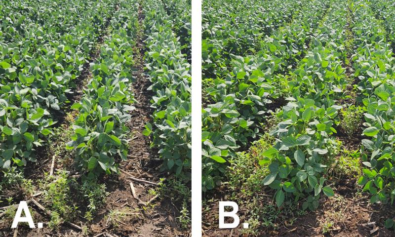 Two pictures of a green soybean field. One picture also has green weeds amongst the green soybean because of a lack of preemergent herbicide.