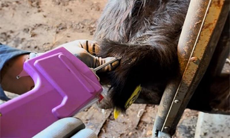 Producer administering an implant in a calf.