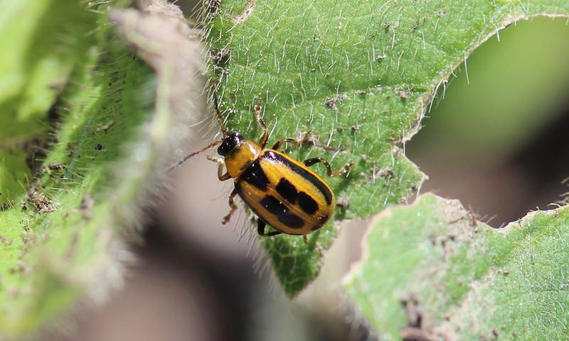A yellow beetle with a black head, and square black markings on its back standing on a soybean leaf.