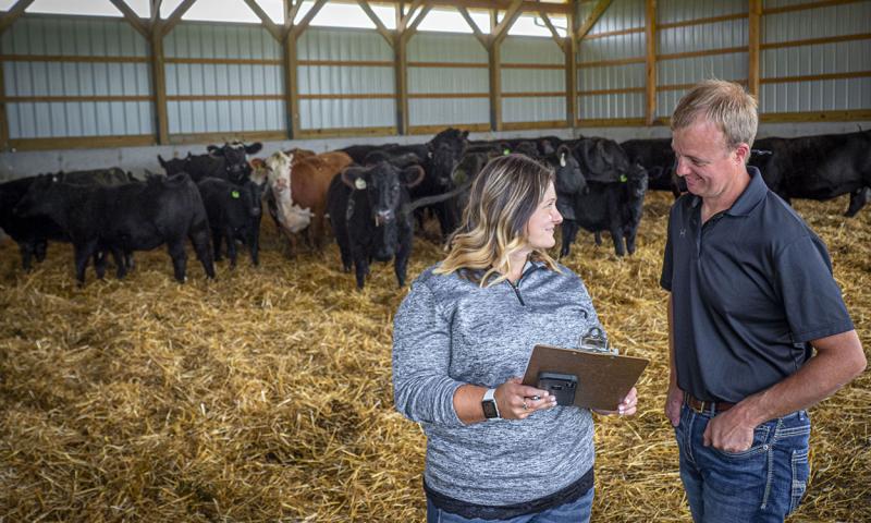 Male and female producer examining a small group of mixed cattle in a pole barn.
