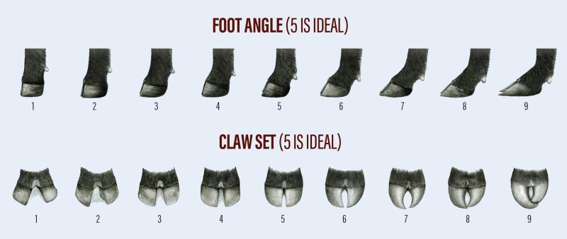 Table outlining foot angle and claw set score ranges. For a detailed description of this graphic, please call SDSU Extension at 605-688-4792.