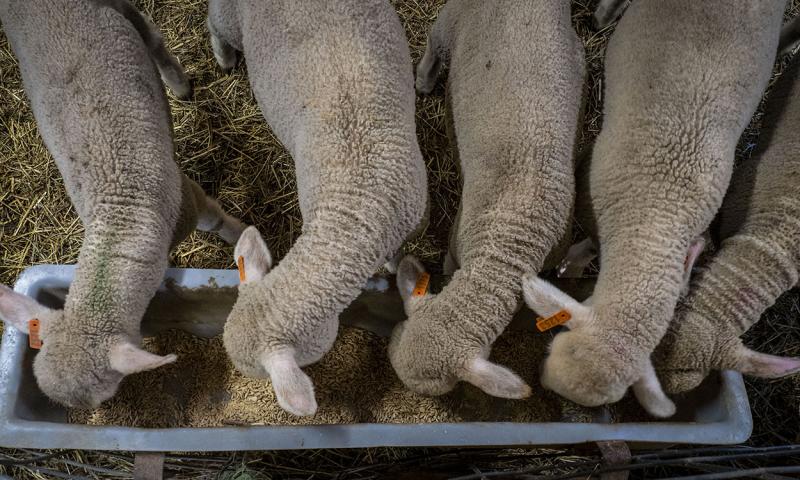 Merino sheep eating from a small feeding trough.