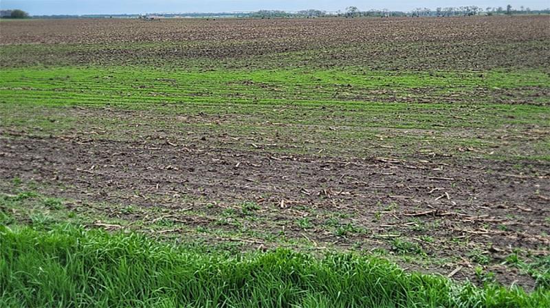 Various weeds emerging from a research plot in some rows, while other rows are weed-free.