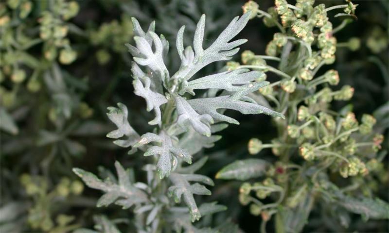 A picture of a absinth wormwood plant that has white colored leaves.