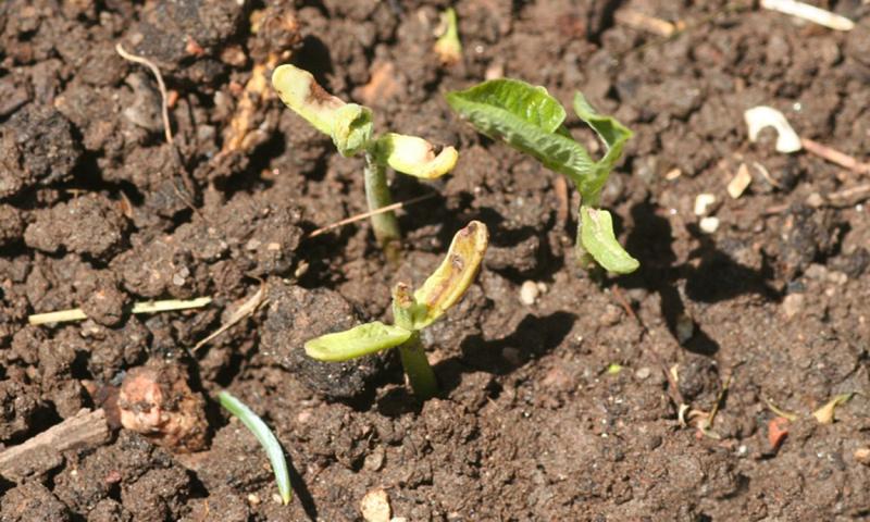 Small green plants missing leaves. Browning discoloration present on the cotyledons.