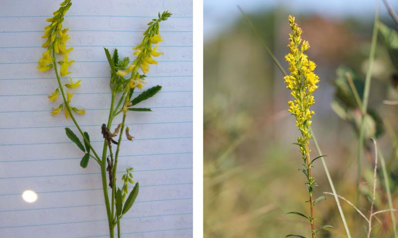 Two pictures: the left picture has a white background and a green stemmed sweet clover plant with yellow flowers. The right picture has a blurred, outside background with a goldenrod plant with yellow flowers in the foreground.