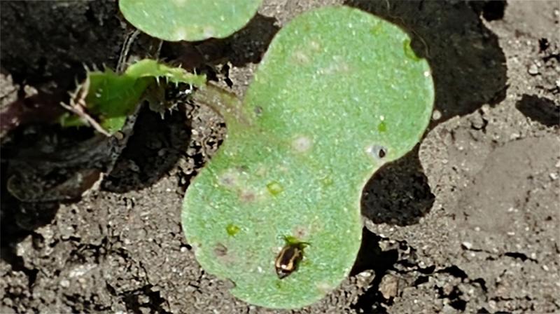 Small black and yellow beetle feeding on the green leaf of a canola plant.
