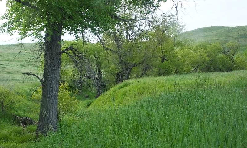 Lush, riparian vegetation growing alongside a stream running through rangeland.