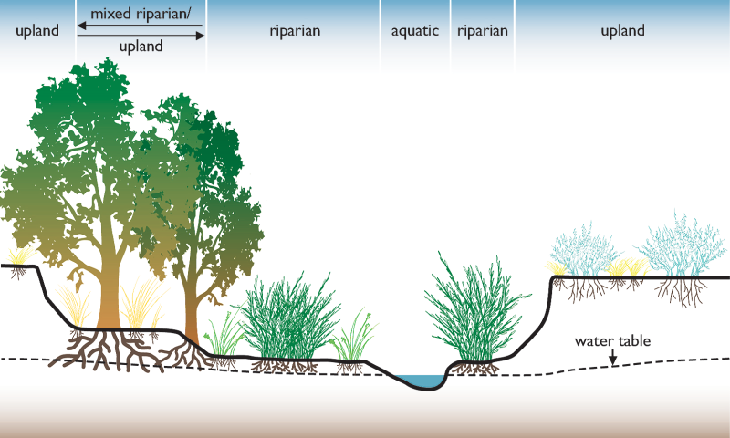 A diagram that demonstrates where riparian vegetation is found. A riparian area is the transition from the aquatic part of the landscape to the upland area.