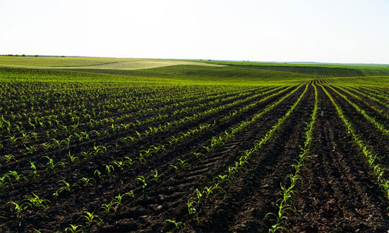 Rows of young corn emerging in a field on a fair day.