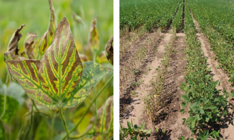 Green veins are striking compared to the necrotic (brown) tissue on SDS-infected soybean.