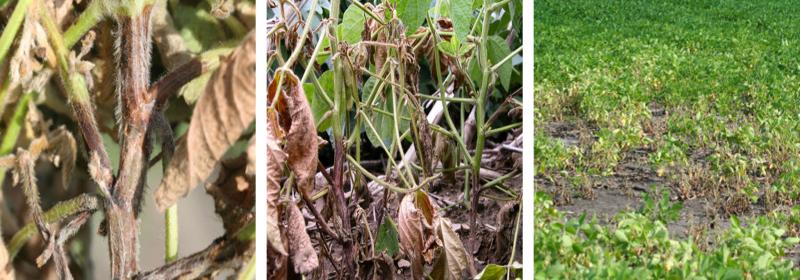 Phytophthora root and stem rot disease progression from the soil line, to the plant body, to an area of a field.