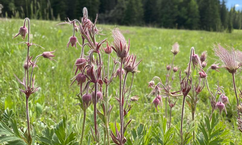 Multiple red flowers bloom in an open meadow. Green foliage rises from the base of flowers. Spruce trees are seen in the background.