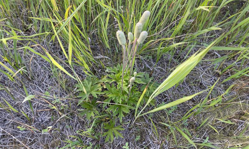 White, oblong flowers on tall stems and green grass surrounded by brown prairie soil