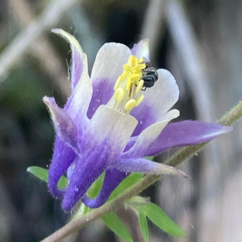 Insect pollinating   a small-flowered columbine flower