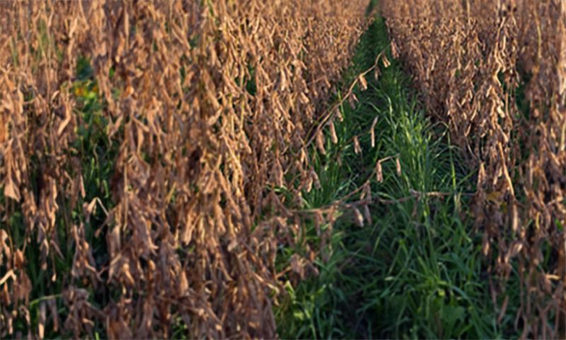 Interseeded cover crops growing between rows of mature soybeans.