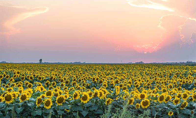 Sunset over a sunflower field in South Dakota.
