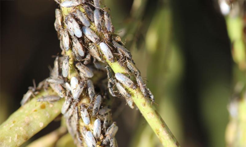 Numerous grayish-brown bugs gathering on a green stem.