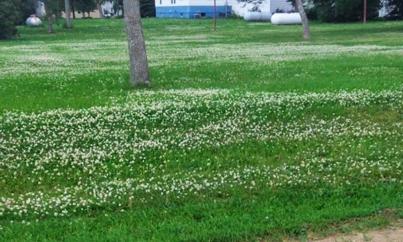 A green lawn with many small white flowers present throughout.