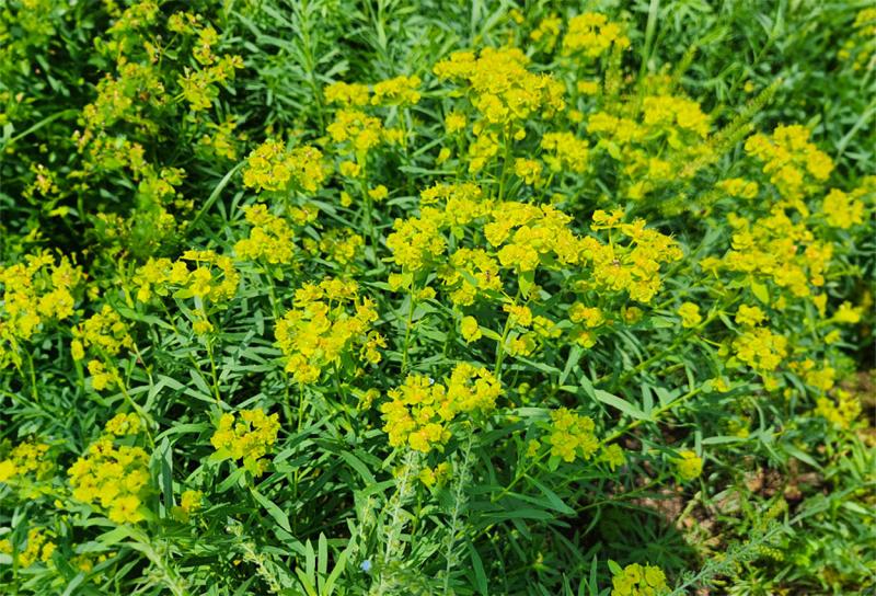 Green plant with bright yellow flowers throughout.