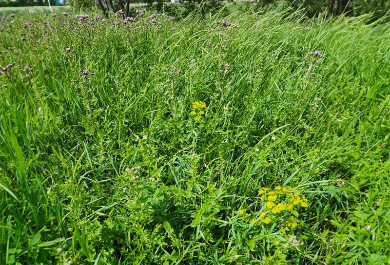 Two green plants, one with pink flowers and the other with yellow flowers.
